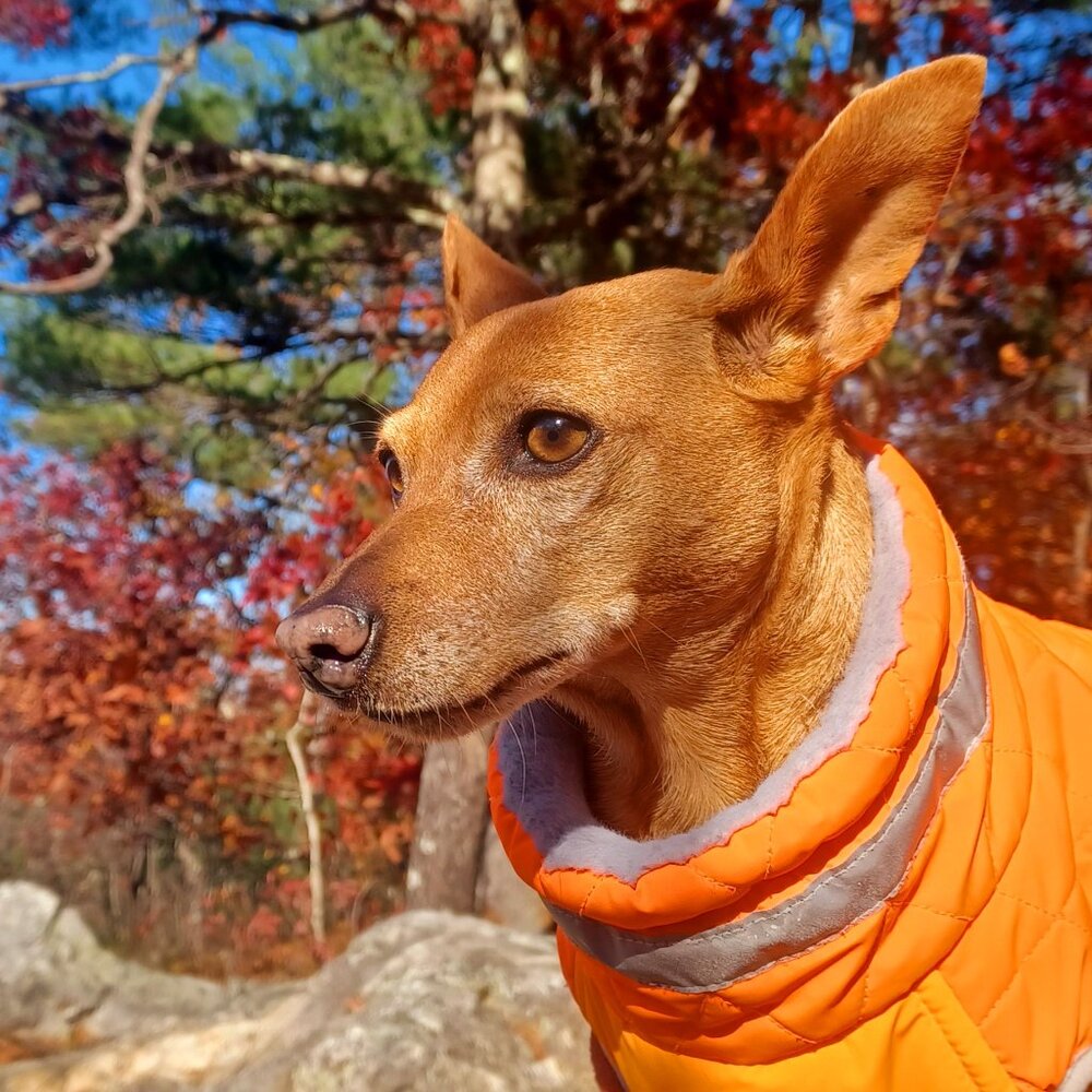 Meet your Posher, Thebears